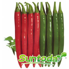 Suntoday dark green pungent tolerant to high temperature for protective and open filed long hot pepper chilli seeds(21009)